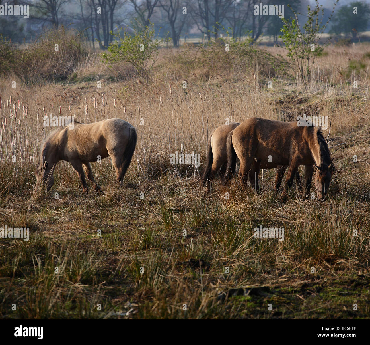 Wild Tarpan Ponies at Redgrave and Lopham Fen, Suffolk. Stock Photo