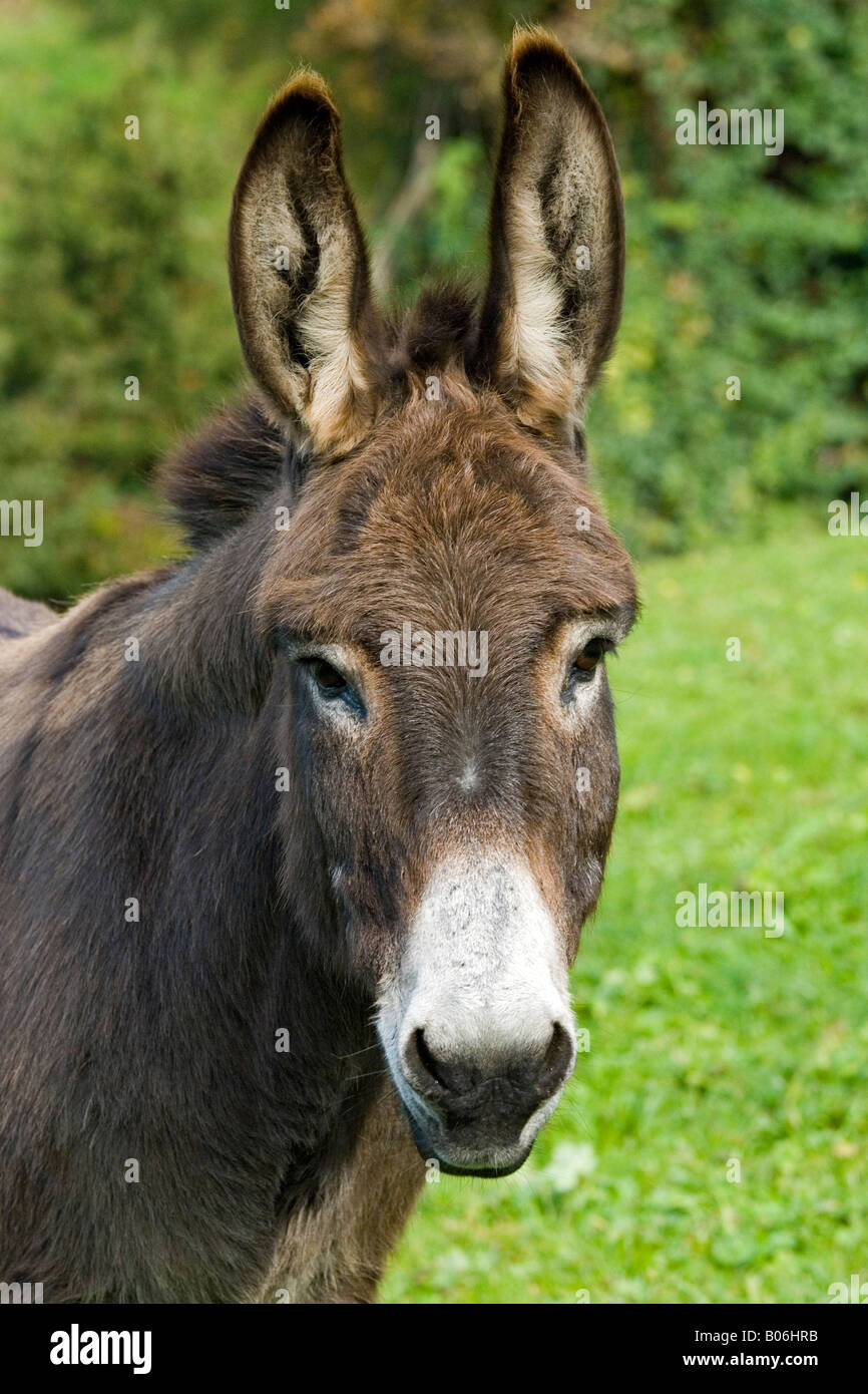 Domestic Donkey (Equus asinus), portrait Stock Photo