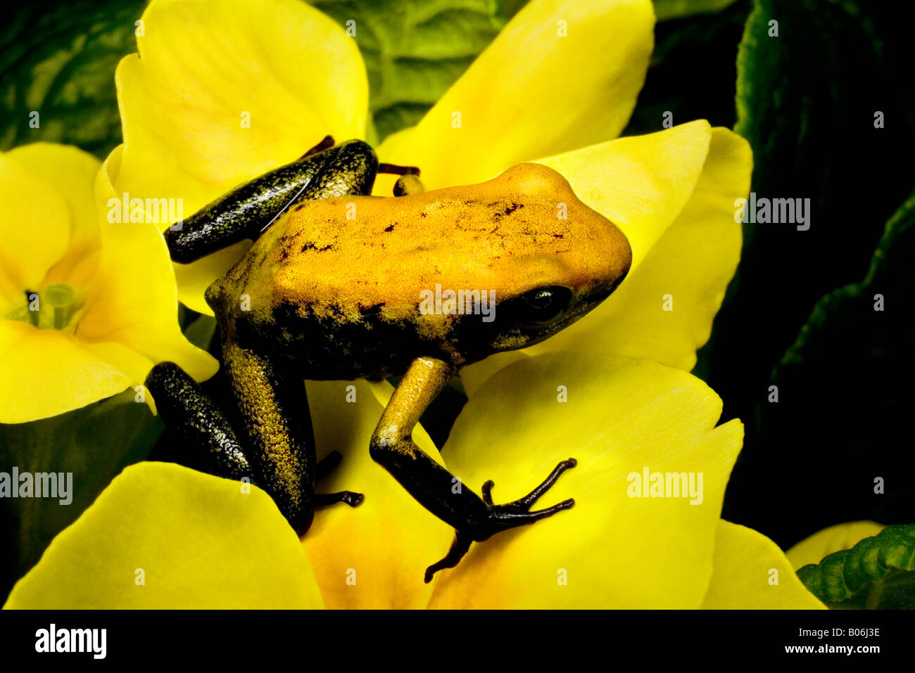 Poison dart frog (Phyllobates bicolor), Colombia Stock Photo