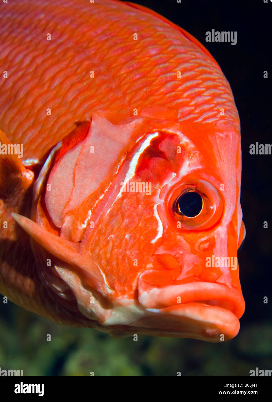 In The Red Sea near the Marsa Alam coast, this Giant, Long-Jaw or Sabre Squirrelfish paused just long enough for this portrait. Stock Photo