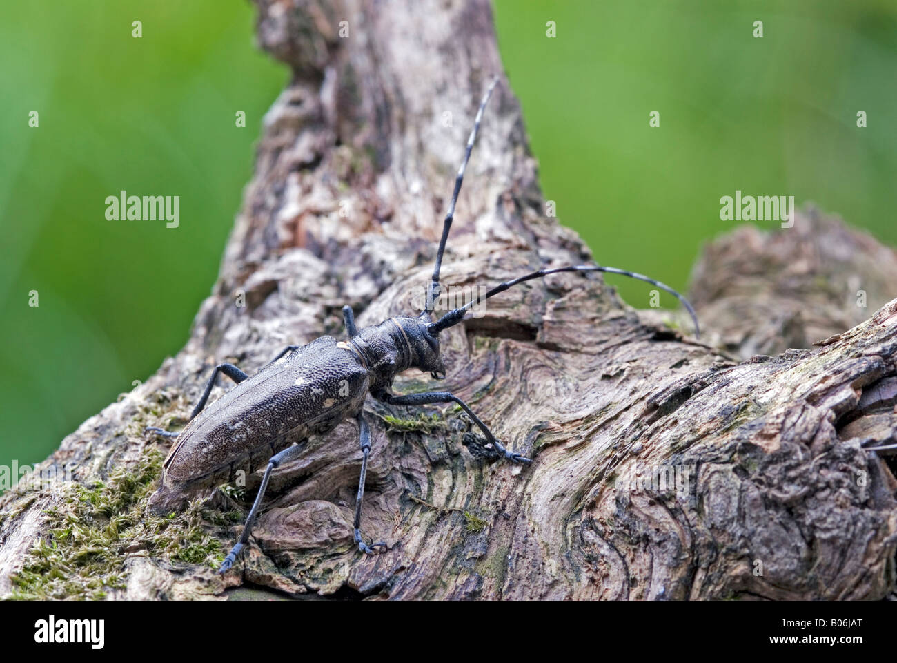 Longhorn Beetle (Monochamus sartor) on gnarled wood Stock Photo