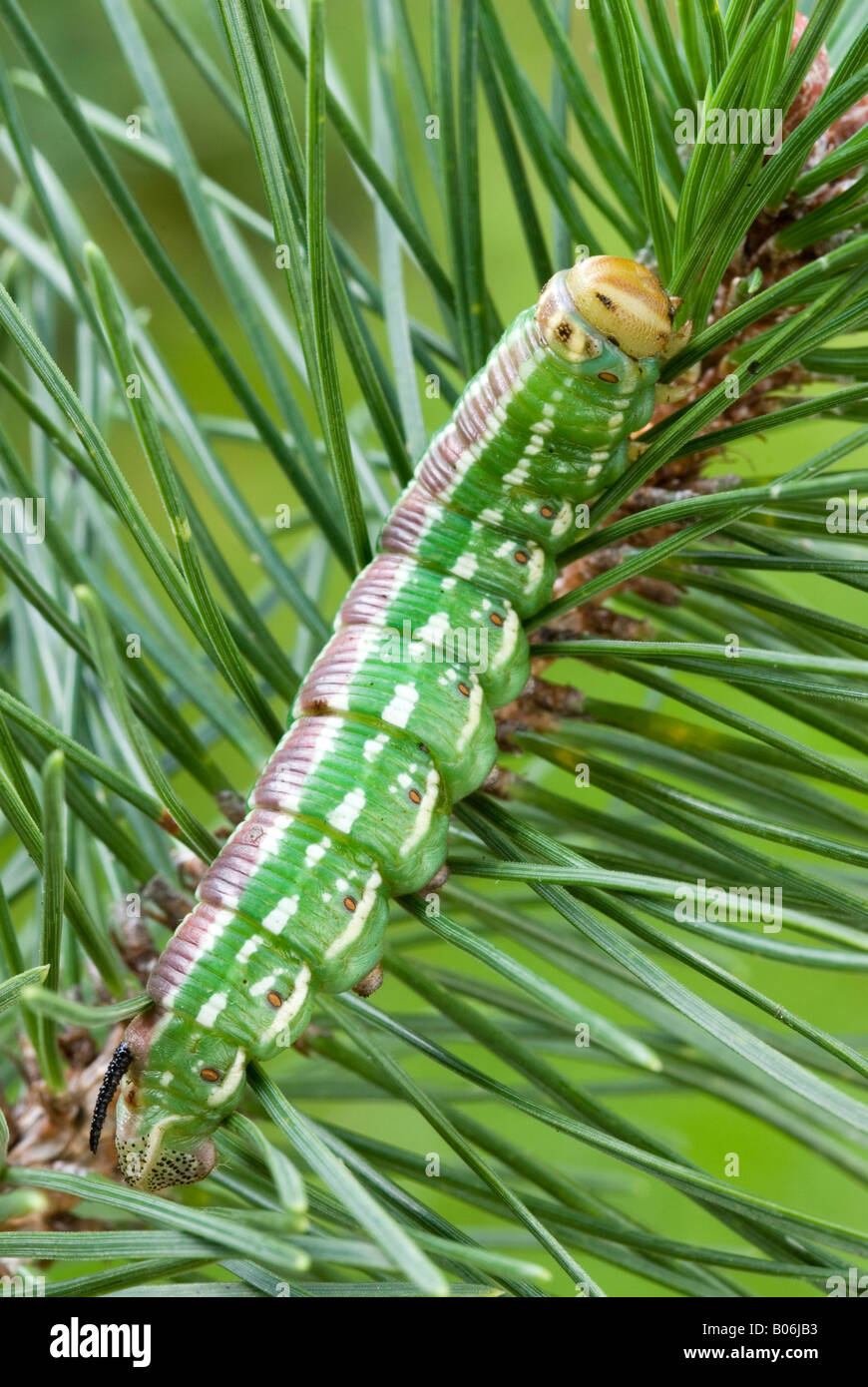 Pine Hawkmoth Sphinx pinastri Hyloicus pinastri caterpillar eating pine needles Stock Photo Alamy