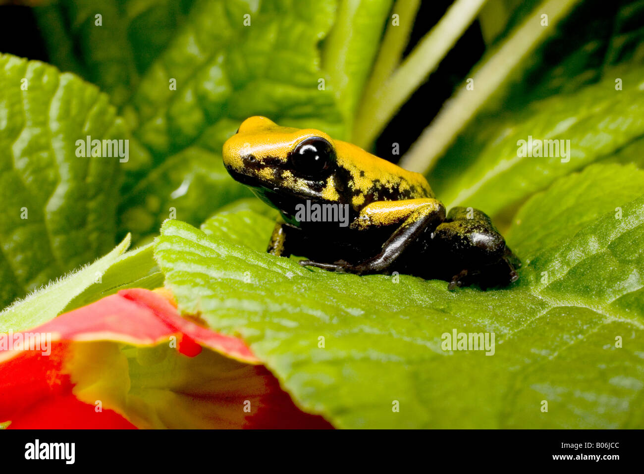 Poison dart frog (Phyllobates bicolor), Colombia Stock Photo