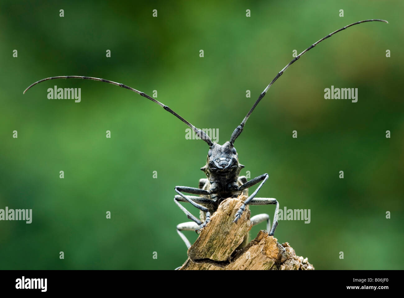 Longhorn Beetle (Monochamus sartor) on wood Stock Photo