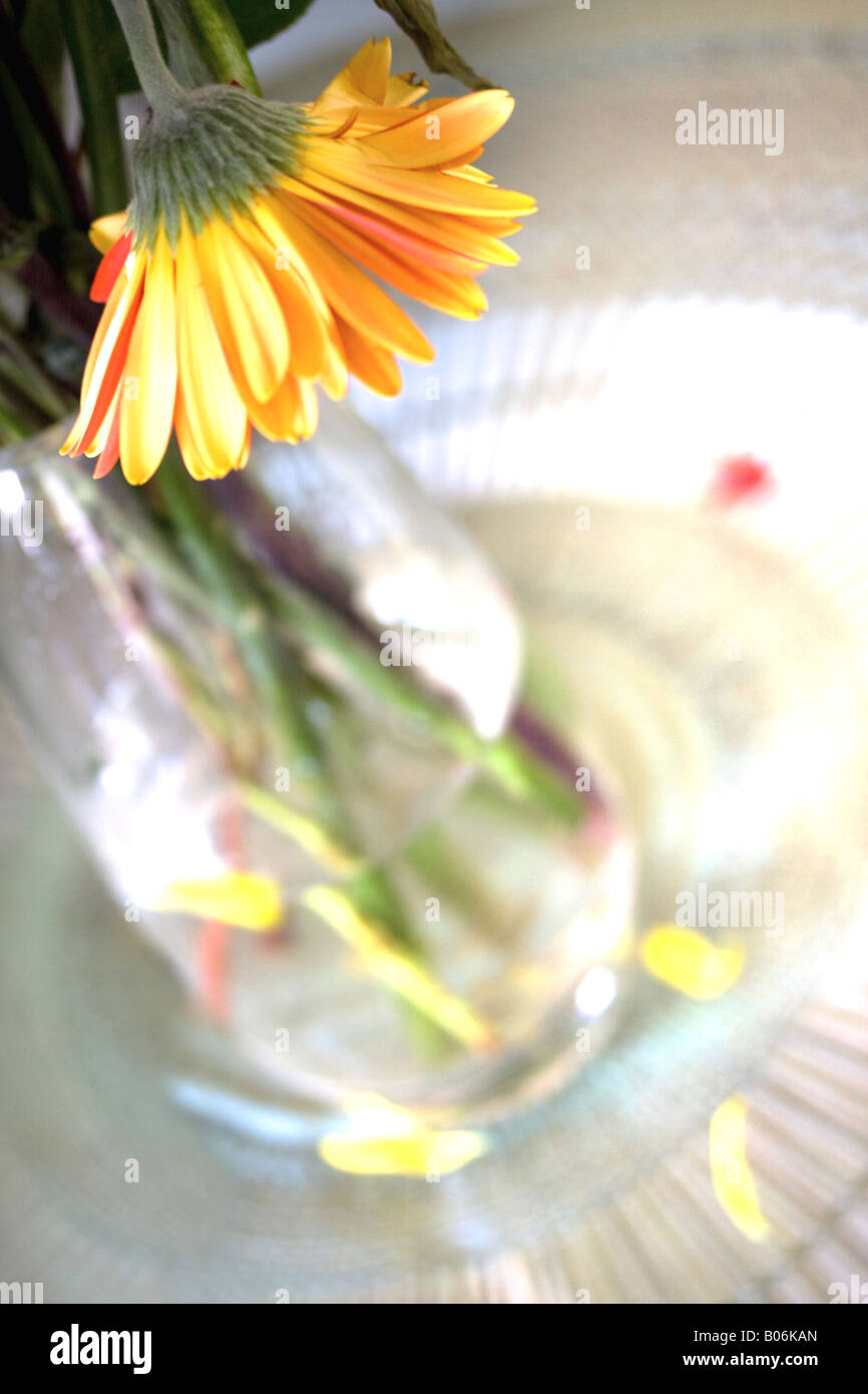 Drooping flower hires stock photography and images Alamy