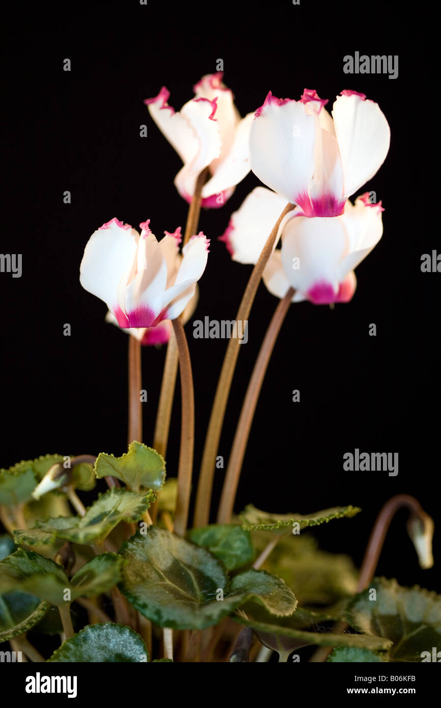 A Close up image of a pink & white Cyclamin plant set against a black background Stock Photo