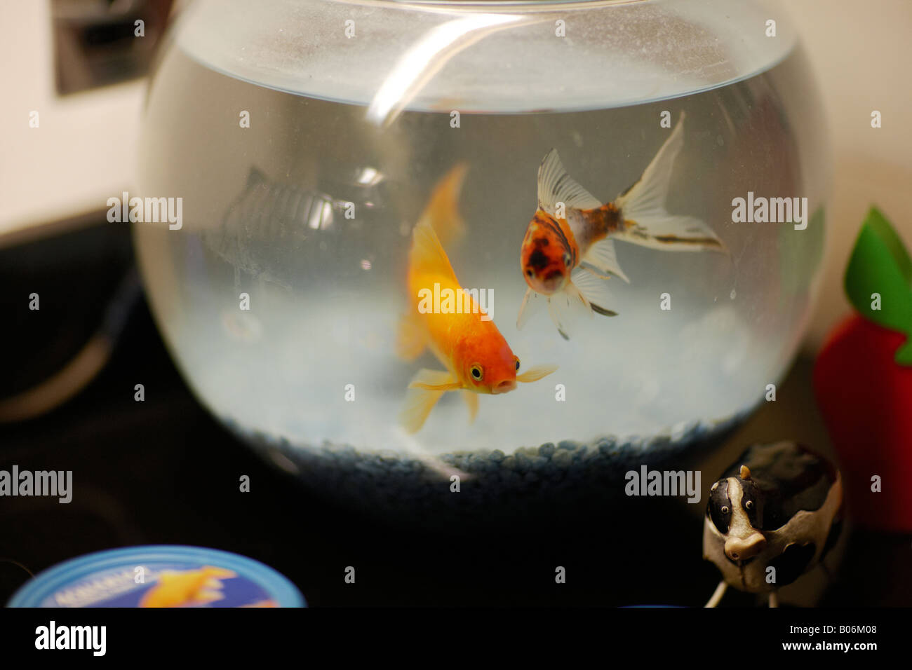 Goldfish, swimming round in a glass goldfish bowl. Stock Photo