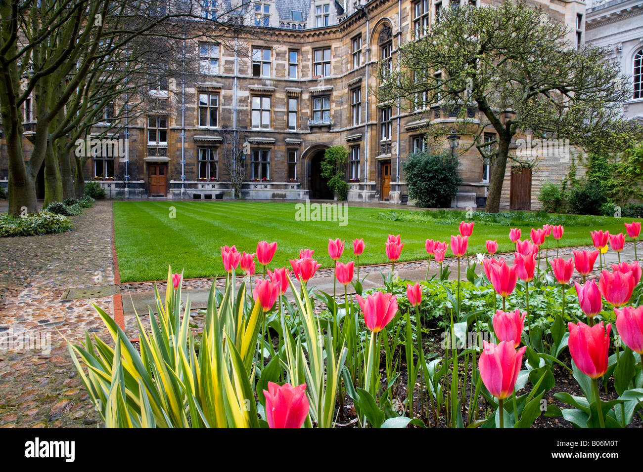 Part of the Quad known as the Tree Court at Gonville and Caius College, Cambridge University, Cambridge, England, UK Stock Photo