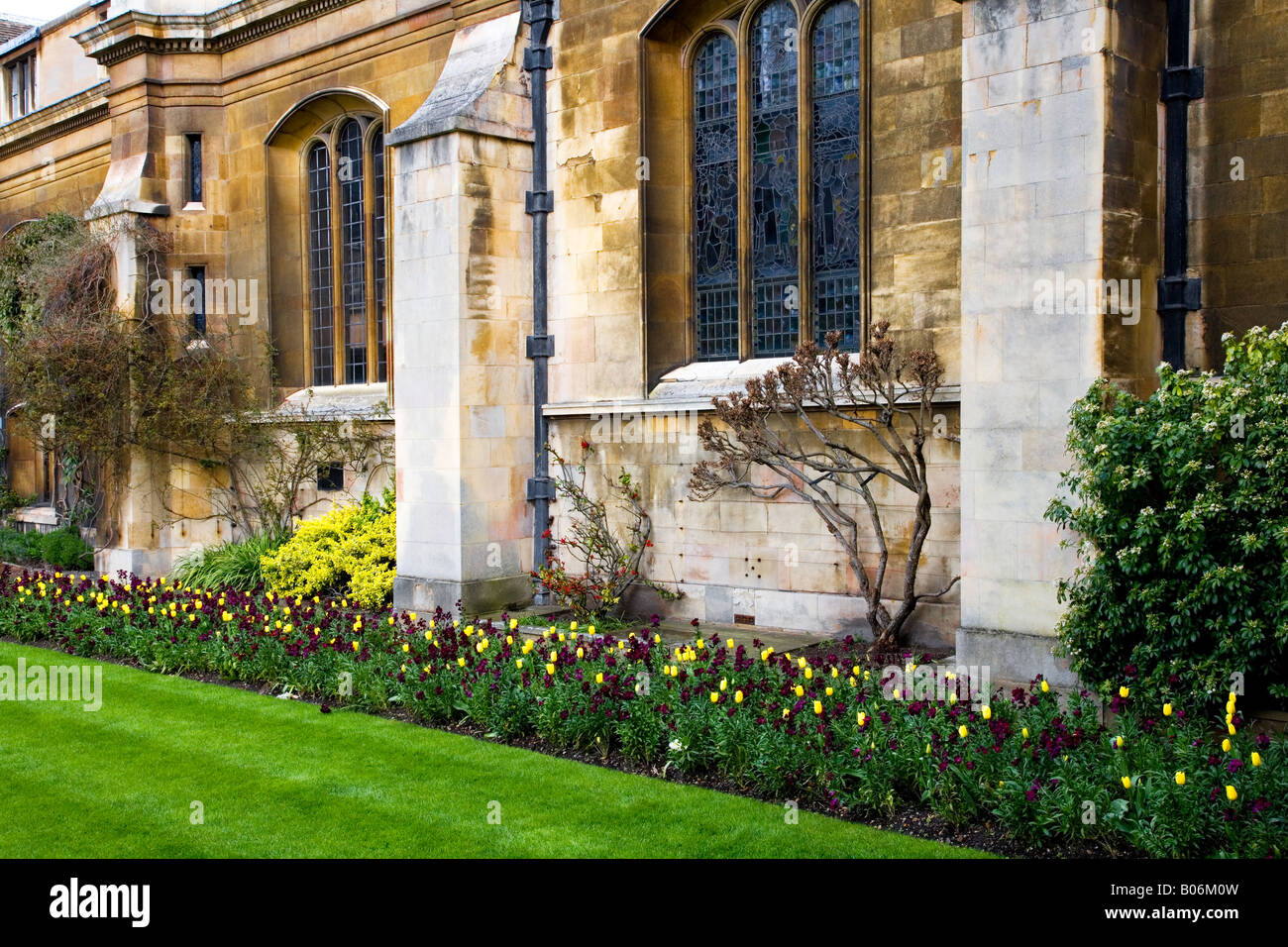 Tulips and wallflowers in front of the chapel building at Gonville & Caius College, Cambridge University, England, UK Stock Photo