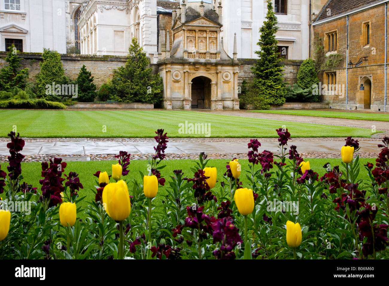 Tulips and wallflowers with the Gate of Honour in the background at Gonville & Caius College, Cambridge University, England, UK Stock Photo