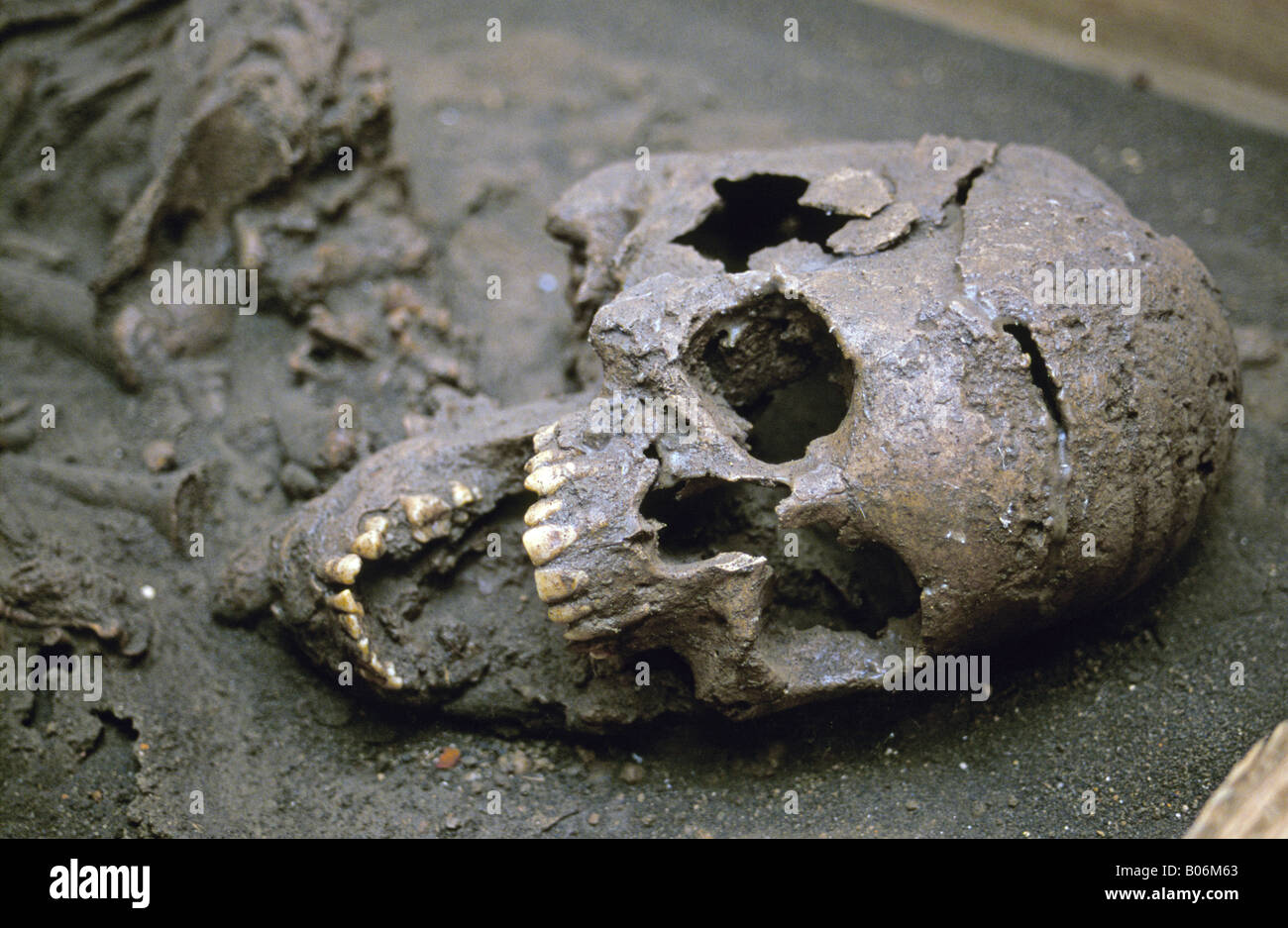 Detail of a well preserved early human skull an Indian from Central America in a burial at the museum of Footprints in Managua, Nicaragua. Stock Photo