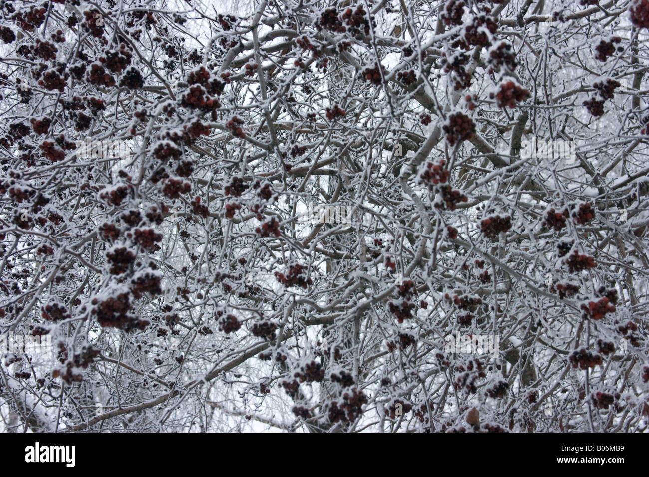 rowan tree berries under snow, Vologda, Russia Stock Photo - Alamy