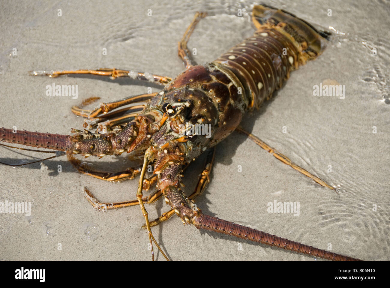 lobster close view Stock Photo