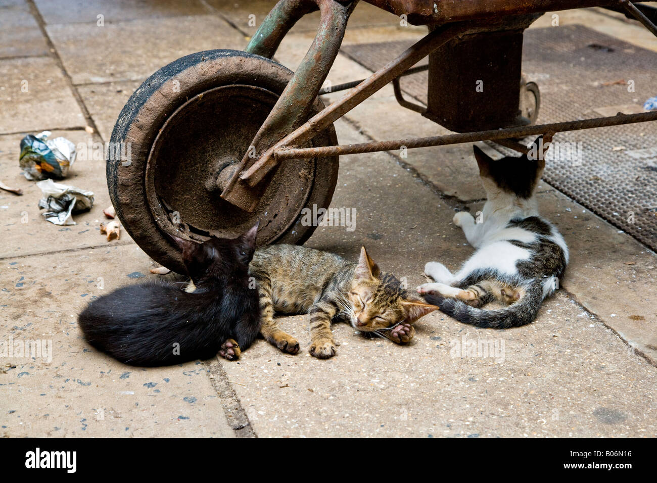 Feral cats lying beneath a wheelbarrow, taken in Albert Market, Banjul, Gambia, Africa Stock Photo