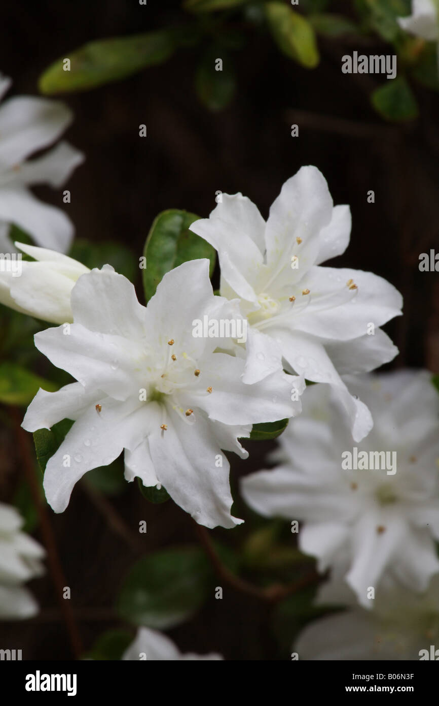 A pair of white azalea blooms are covered with rain drops after a Spring rainshower near Atlanta Georgia Stock Photo