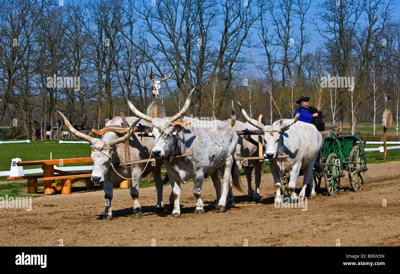 A horse show at the' LAZAR Equestrian Park' showing the riding skills