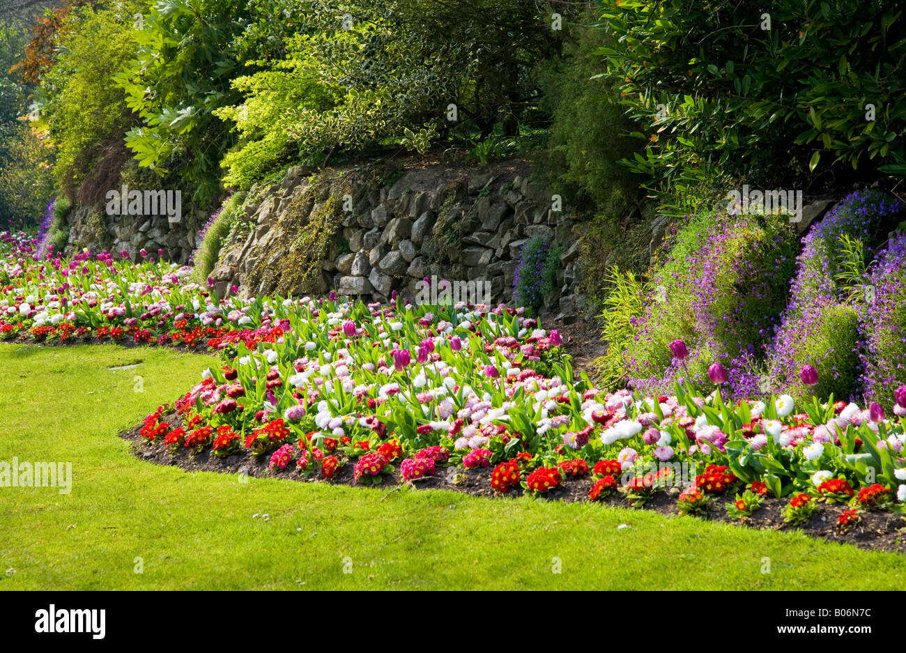 Wavy border of spring tulips and bellis perennis daisies taken at the Town Gardens, Swindon, Wiltshire, England, UK Stock Photo