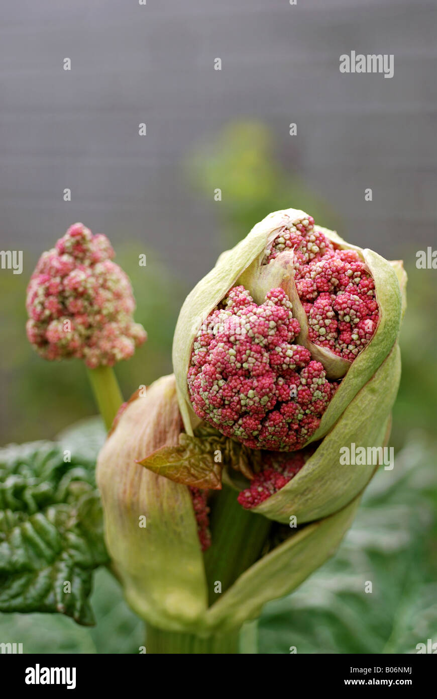 Rhubarb flower buds Stock Photo