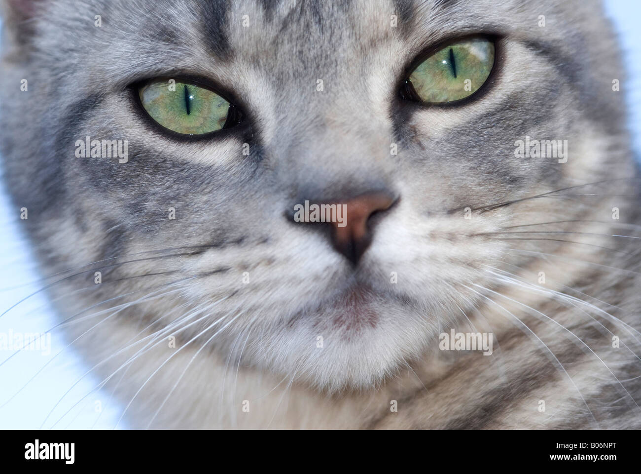 Closeup portrait of a gray tabby striped cat with green eyes outlined ...