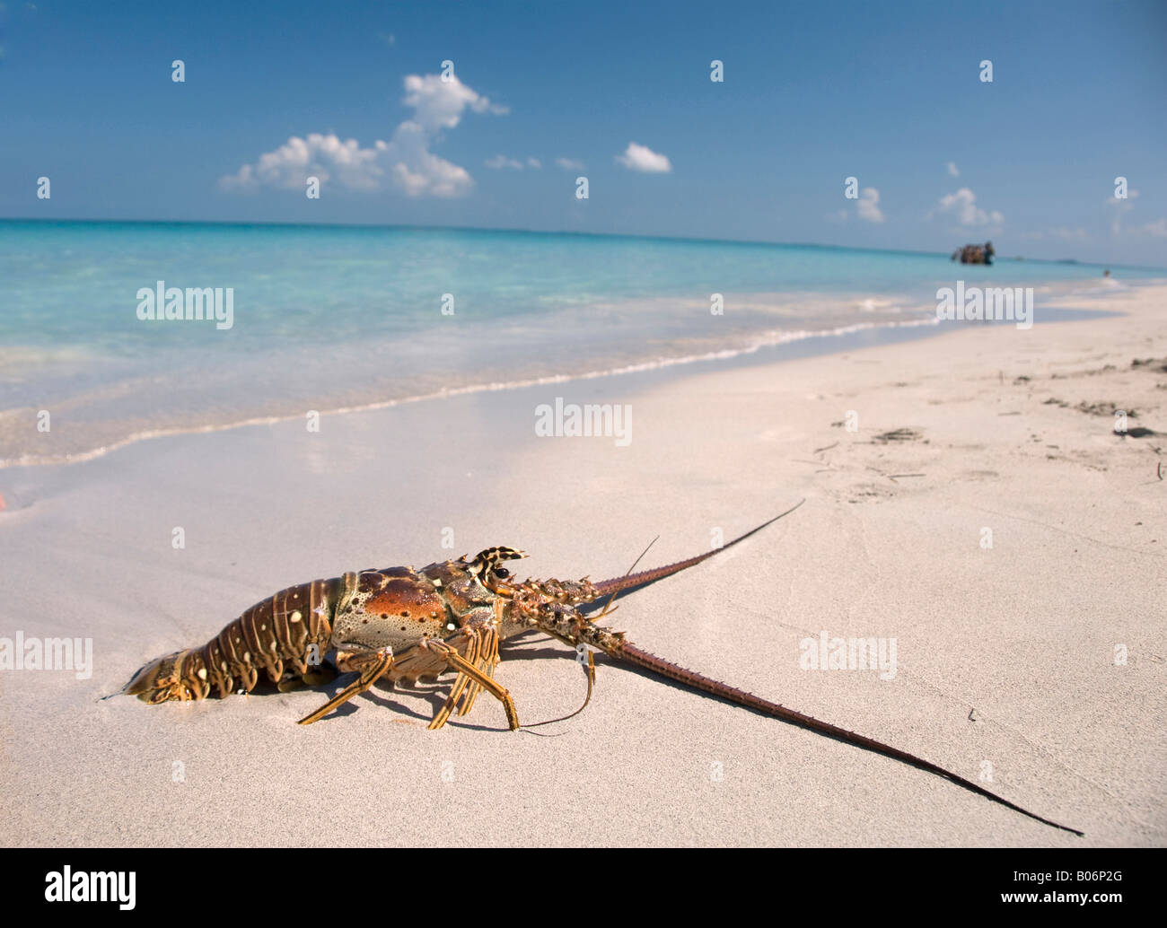 lobster on a beach Stock Photo Alamy