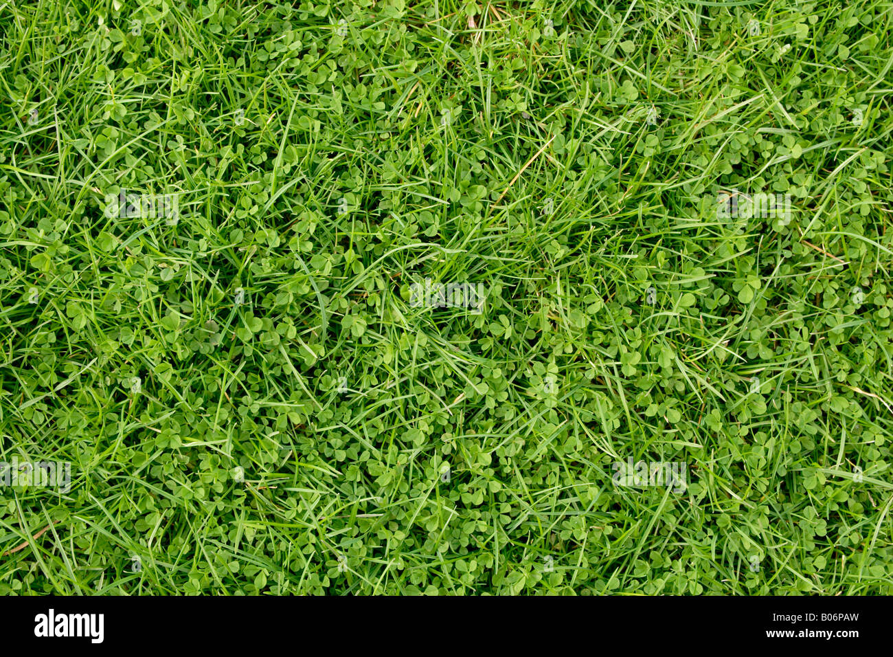 Grass and clover from garden lawn Stock Photo Alamy