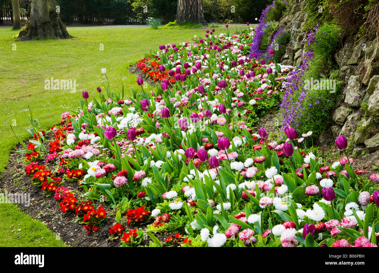 A wavy border of spring flowers with tulips, bellis perennis daisies and primulas taken in the Town Gardens, Swindon, Wiltshire Stock Photo