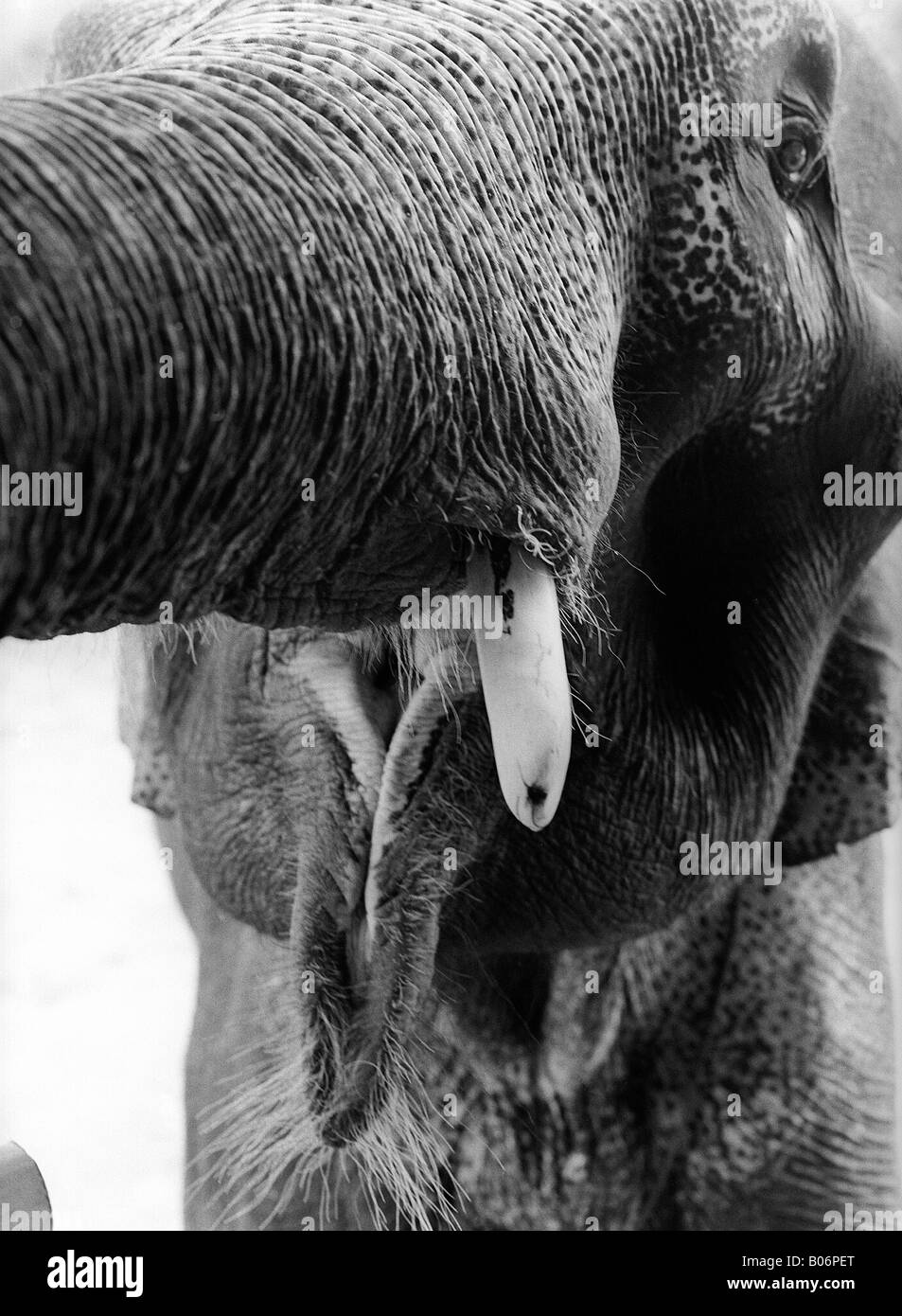 An elephant face Stock Photo