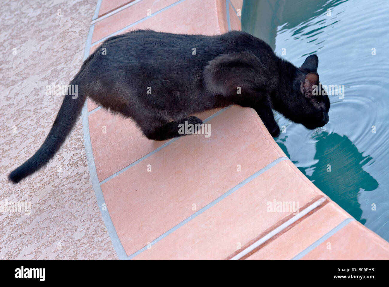 A black feline leans over to take a drink from a non-chlorinated pool of blue water Stock Photo