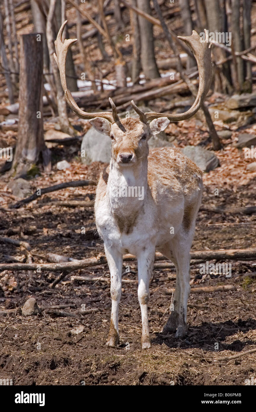A Fallow Deer standing in the forest Stock Photo - Alamy