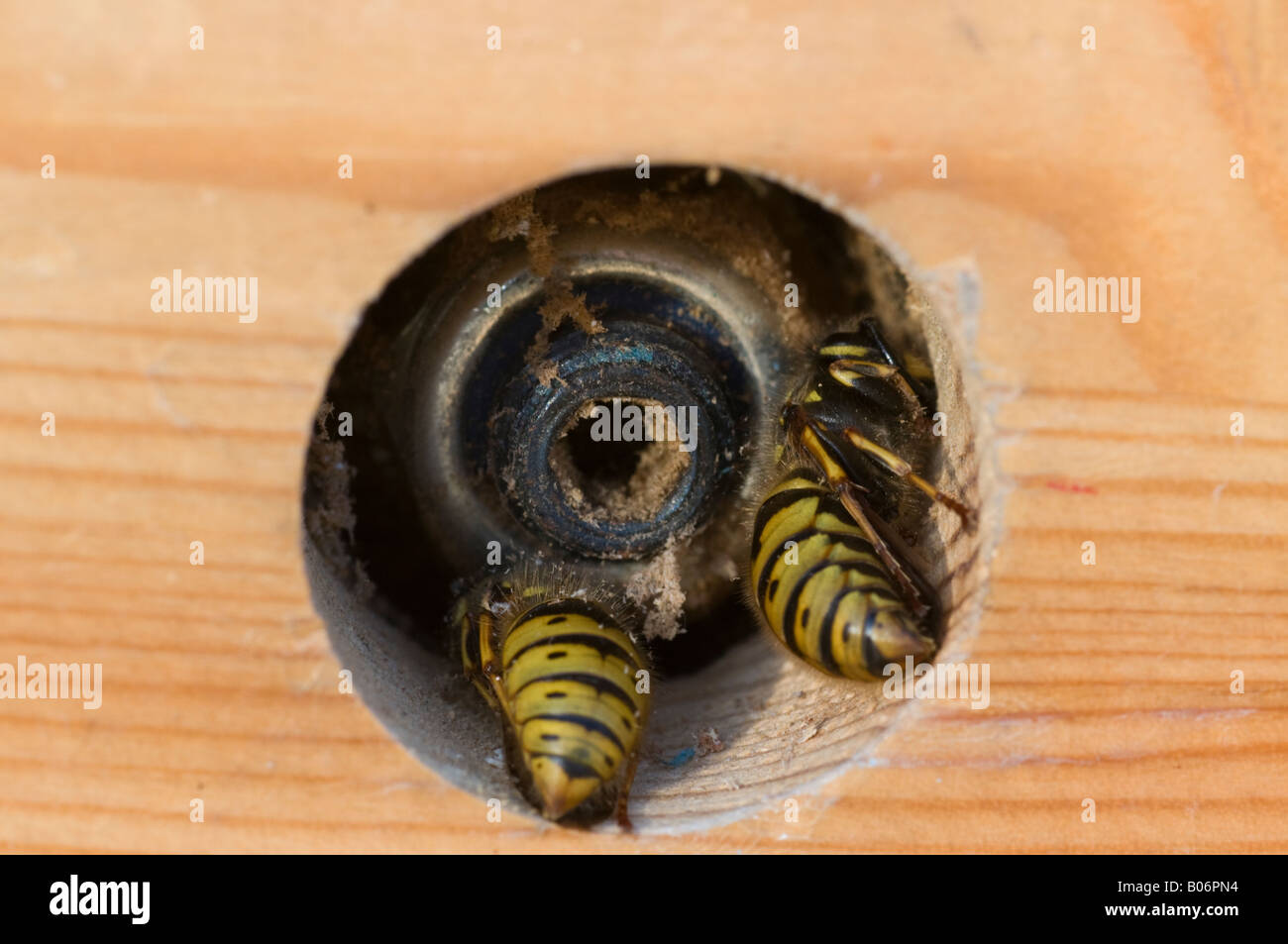 Hibernating queen wasps Vespula vulgaris Stock Photo Alamy