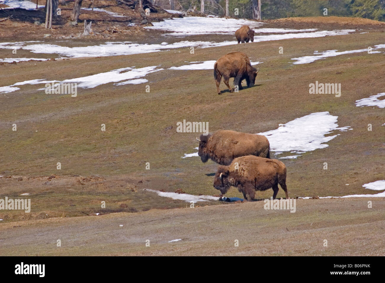 A herd of bison on grasslands Stock Photo Biology Diagrams