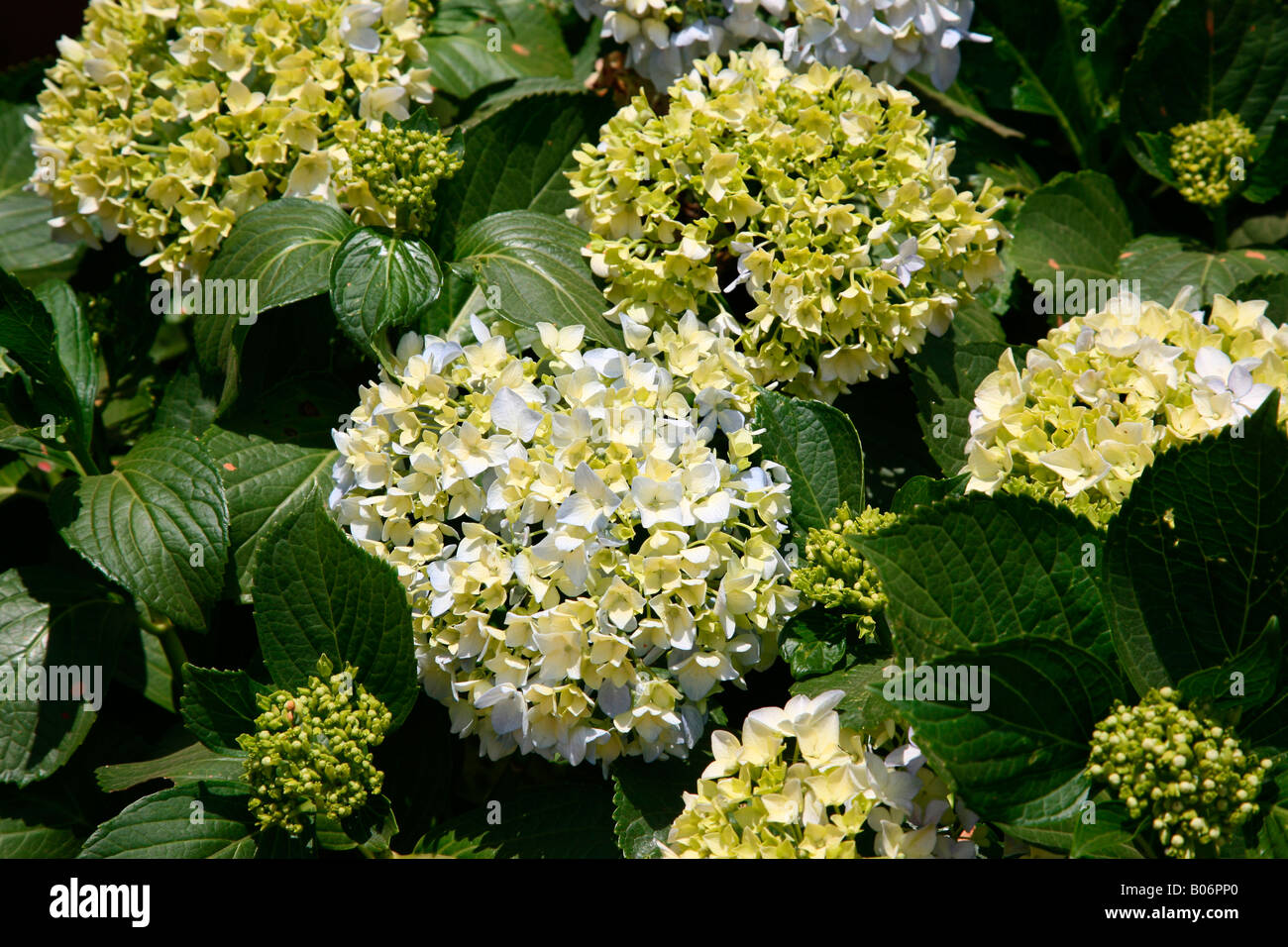 Hydrangea Flowers Stock Photo