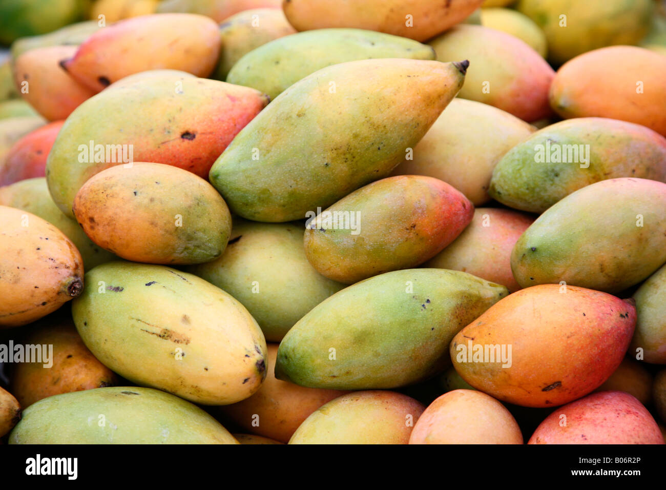 Mangos of India Stock Photo Alamy