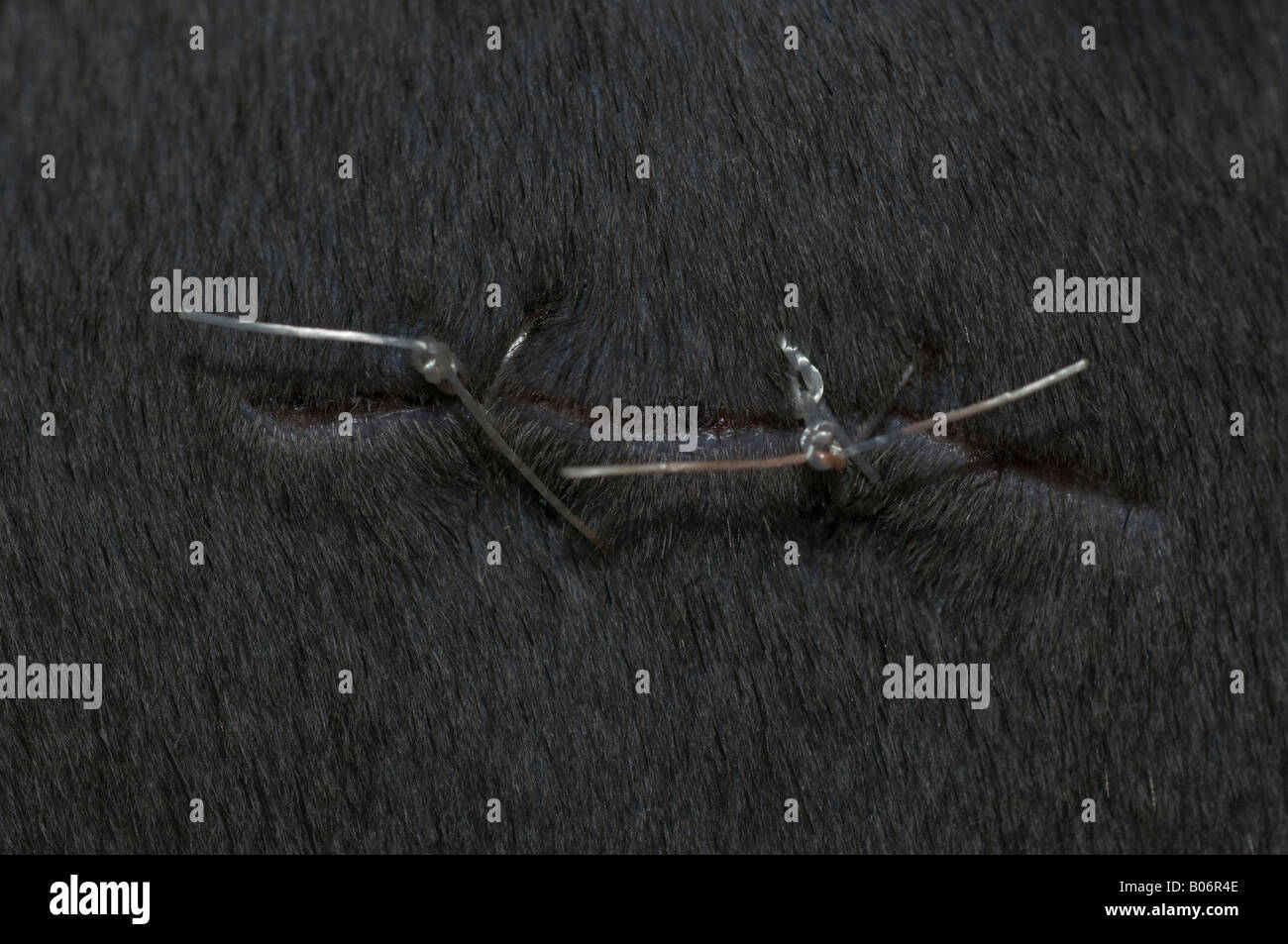 Spayed Cat Stock Photos & Spayed Cat Stock Images Alamy