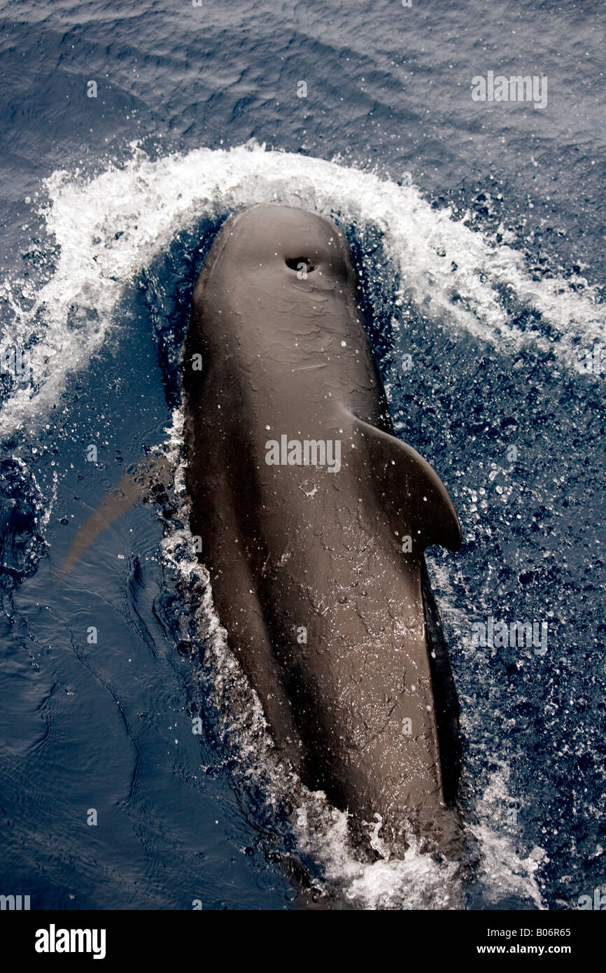 Short finned Pilot Whale Maldives Globicephala macrorhynchus bowriding Stock Photo