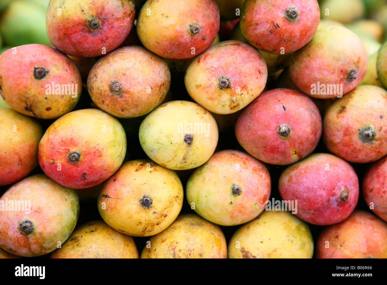 Mangos of India Stock Photo Alamy