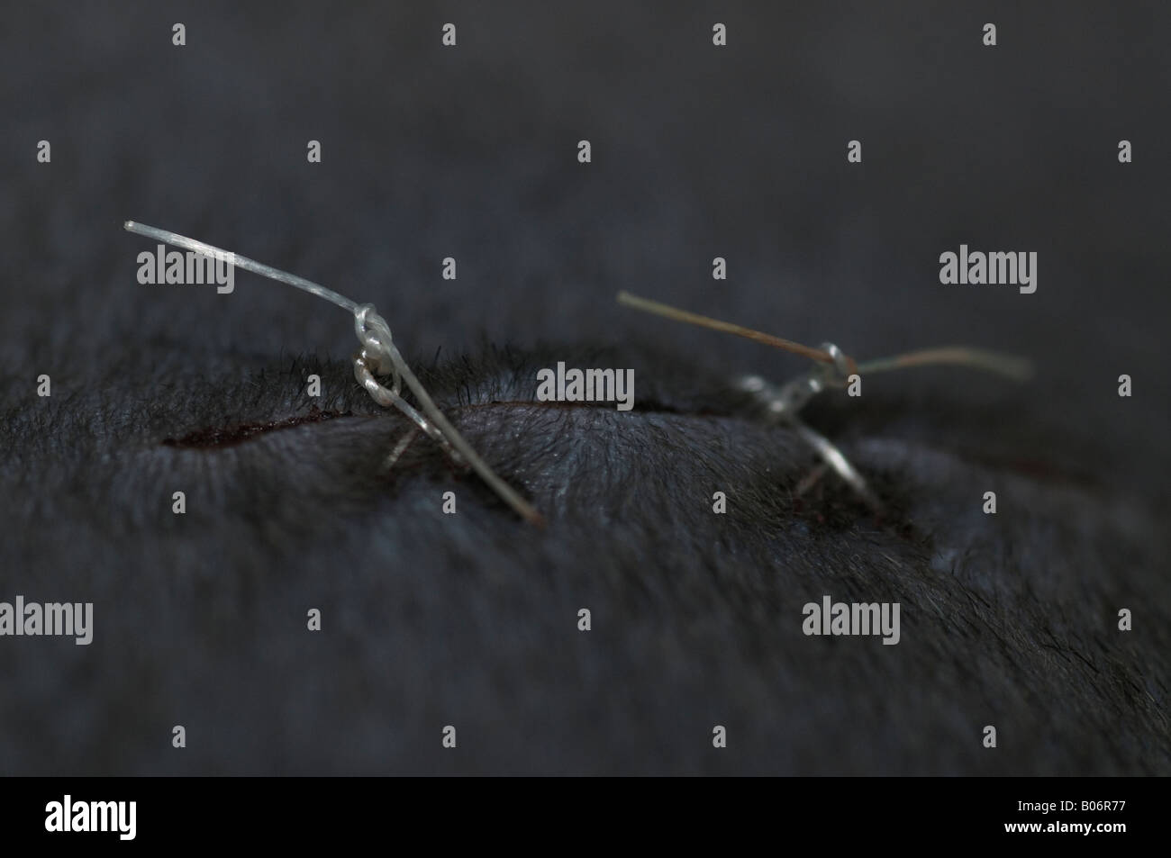 stitches on newly speyed cat Stock Photo Alamy