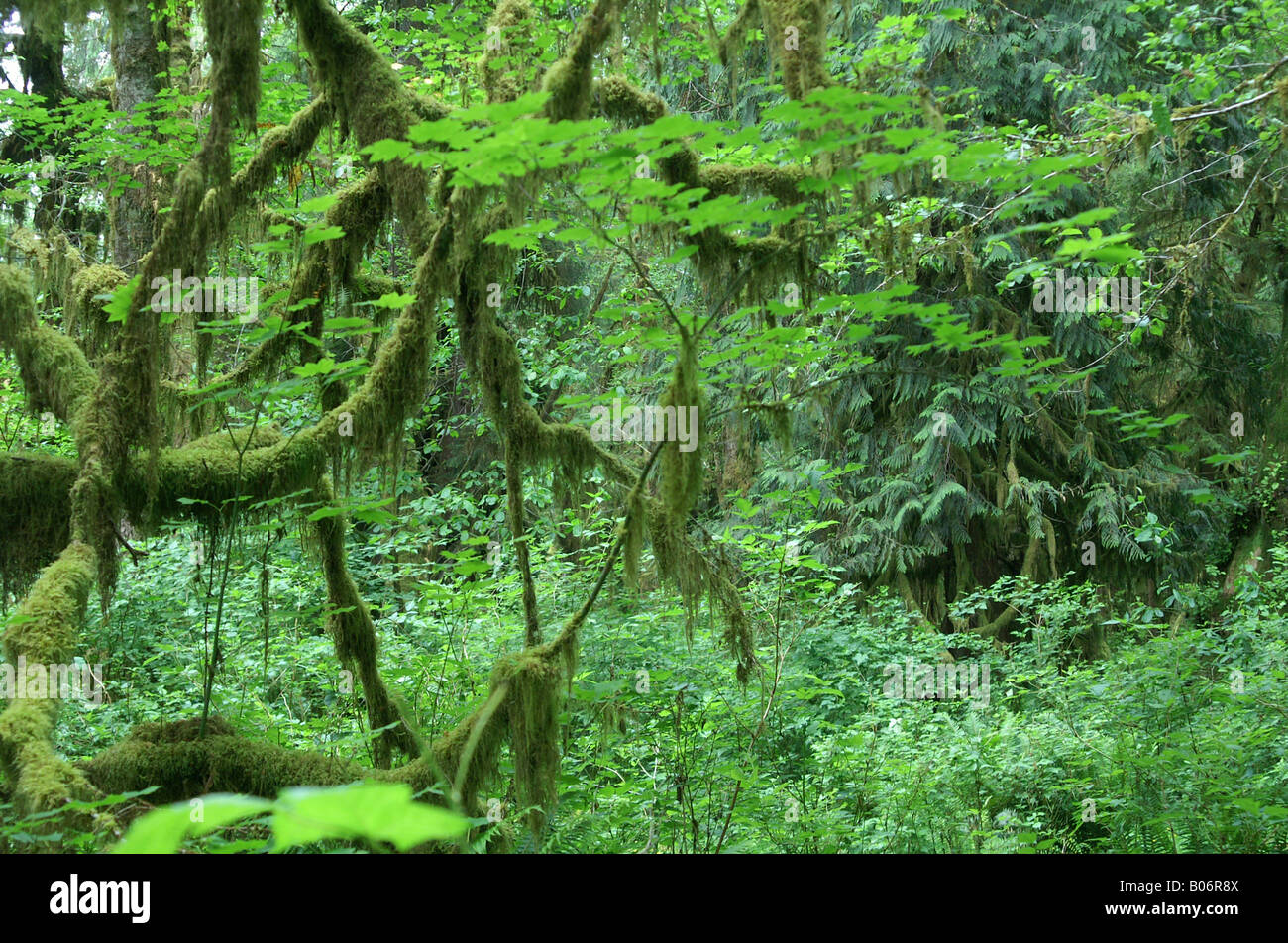 Rain forest: tangled mosses, ferns and sitka spruce Stock Photo