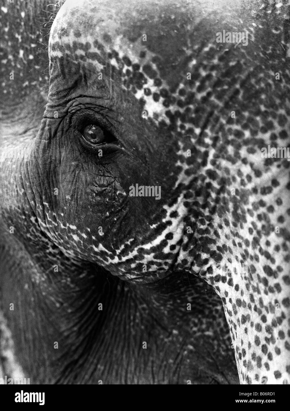 Close up of an Asian elephant Stock Photo