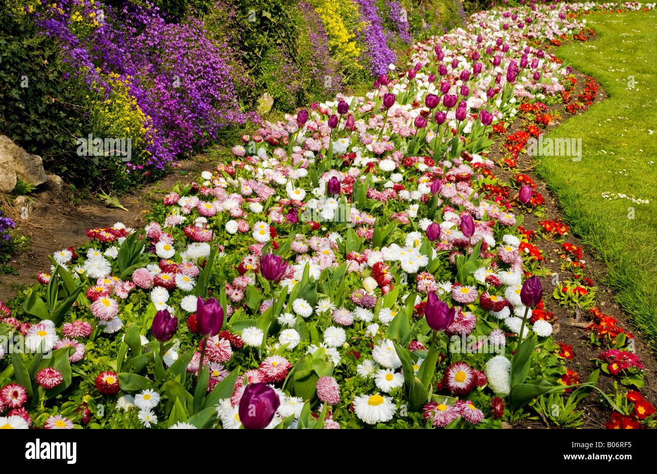 A wavy border of spring flowers with tulips, bellis perennis daisies and primulas taken in the Town Gardens, Swindon, Wiltshire Stock Photo