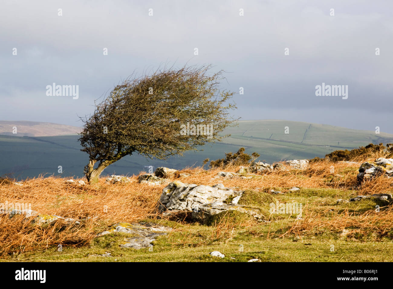 Wind sculpted hawthorn tree on Birkrigg Common near Ulverston in Cumbria Stock Photo