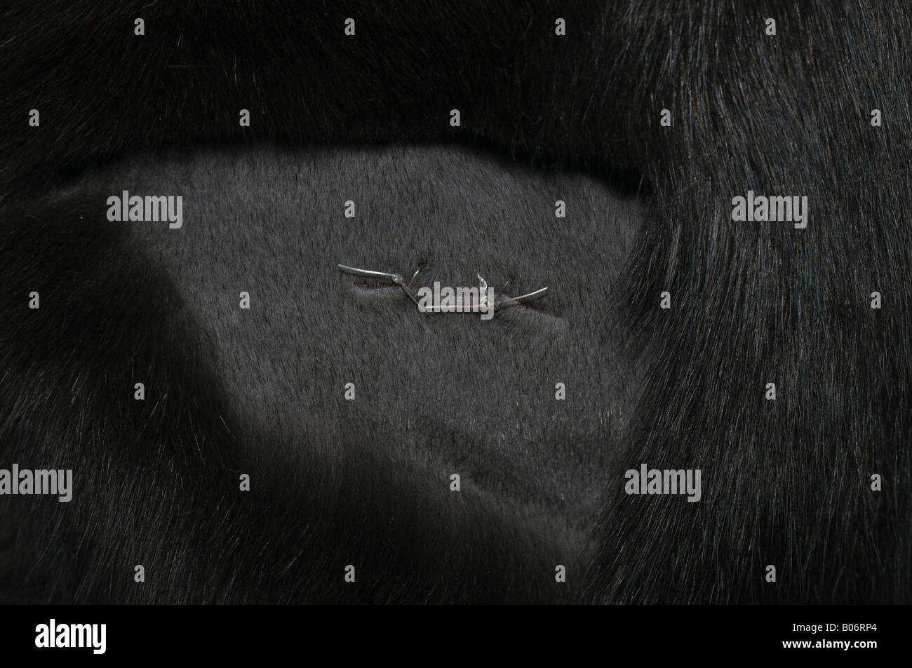 stitches on newly speyed cat Stock Photo Alamy