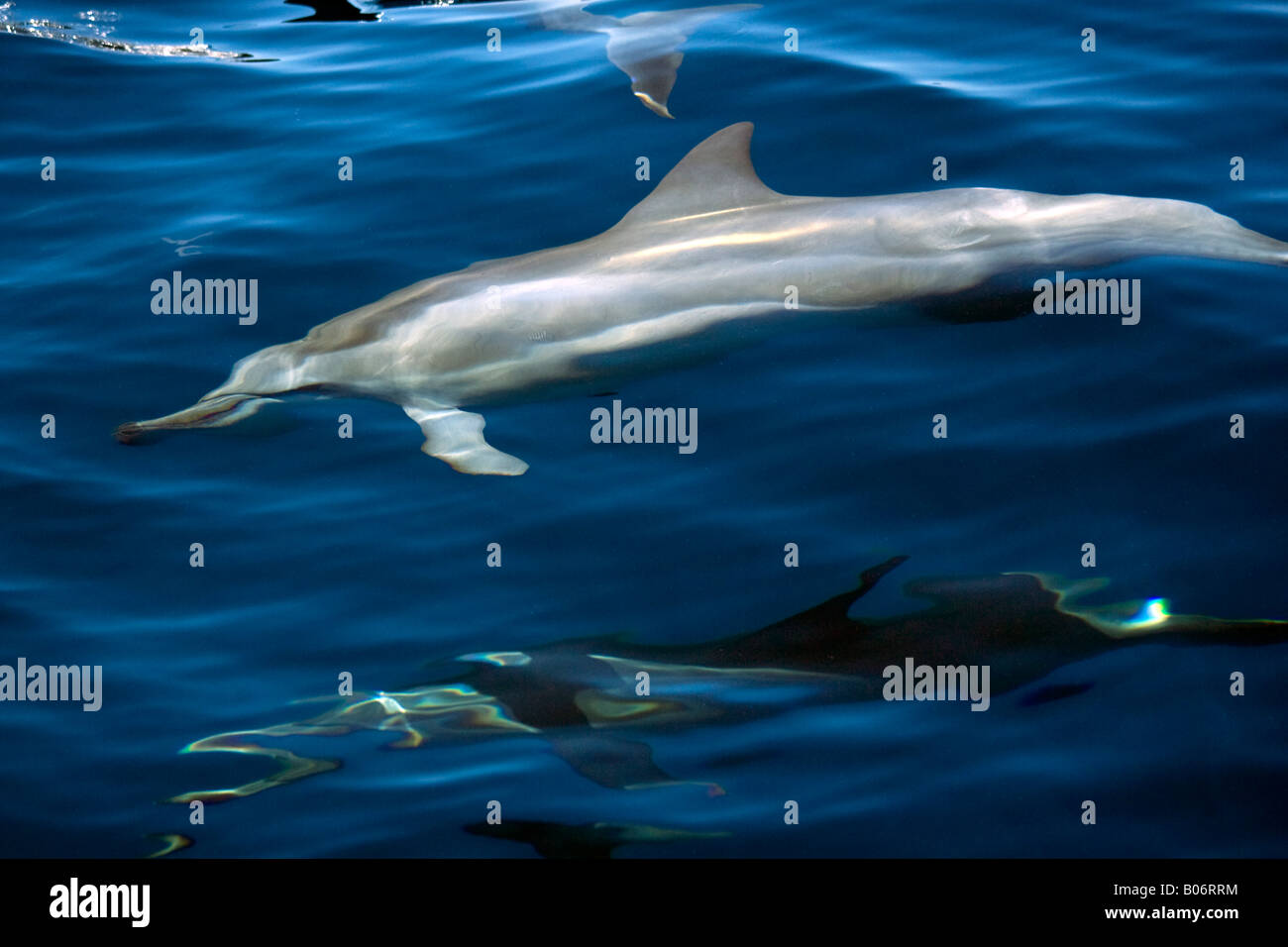 Spinner Dolphin Maldives Stenella longirostris Stock Photo