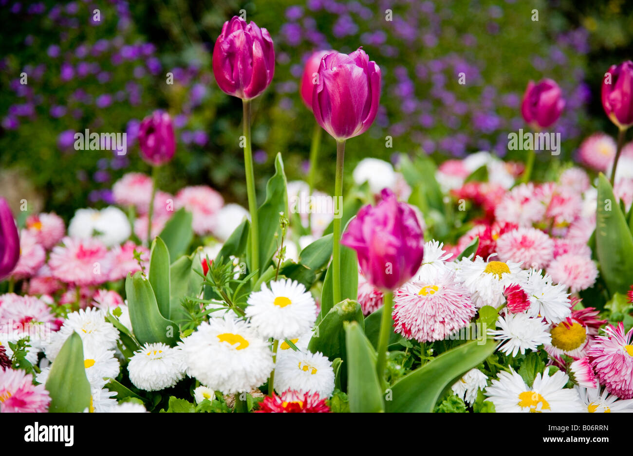 Purple spring tulip flowers and white and pink bellis perennis daisies. Stock Photo