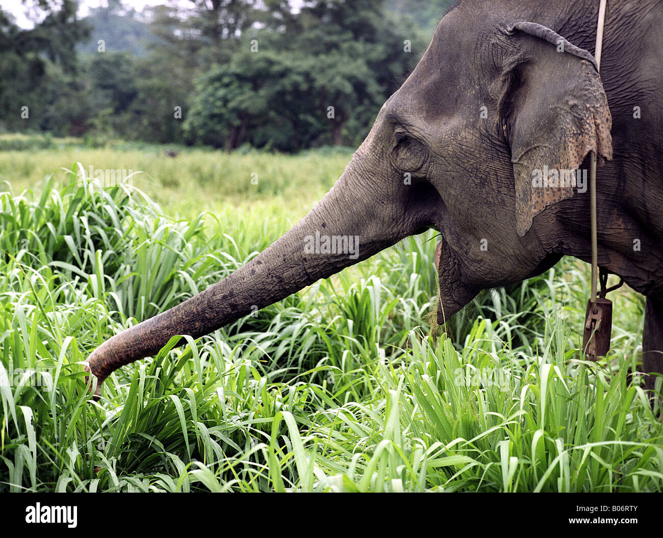 An elephant lady is eating grass Stock Photo