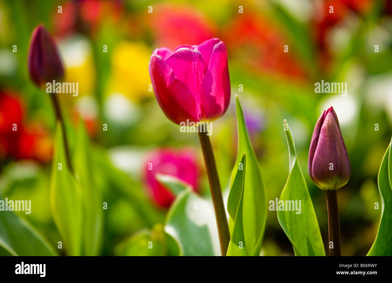 Tulip flower hires stock photography and images Alamy