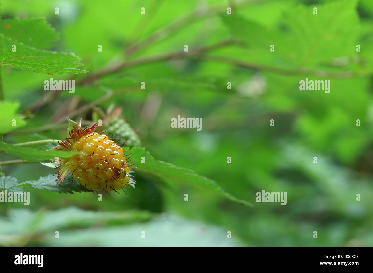 Northwest Salmonberry, Yellow Stock Photo Alamy