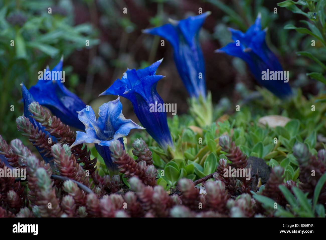 Gentiane Enzian with its brilliant blue flowers; native to the  Pyrenees Mountains Stock Photo
