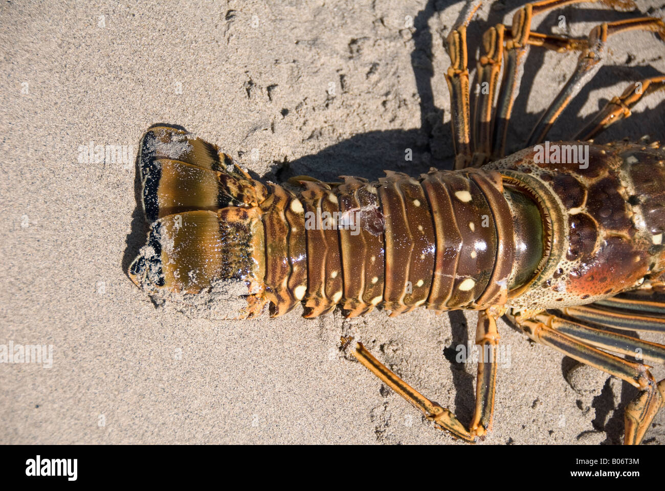 lobster close view Stock Photo