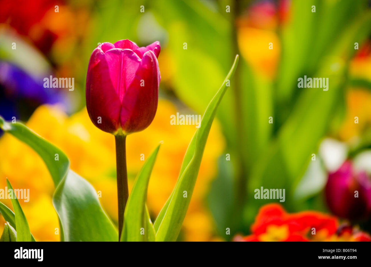 Backlit purple pink tulip flower Stock Photo - Alamy